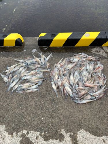 ヤリイカの釣果
