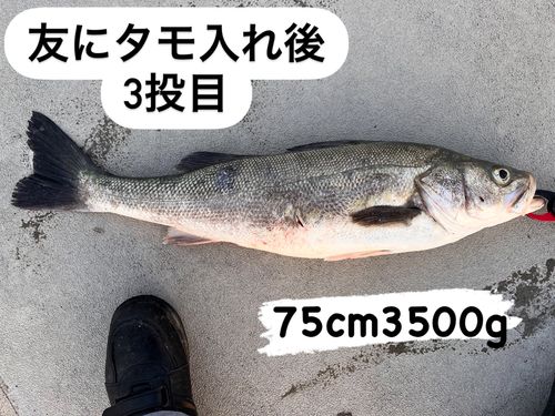 シーバスの釣果