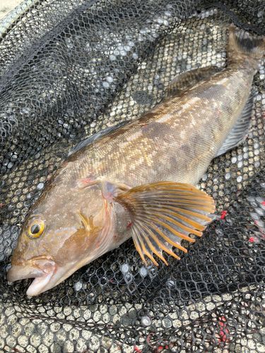 アイナメの釣果