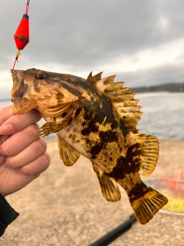 ベッコウゾイの釣果