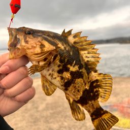 ベッコウゾイ