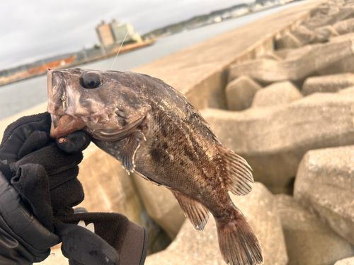 ソイの釣果