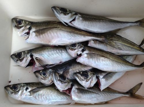 マアジの釣果