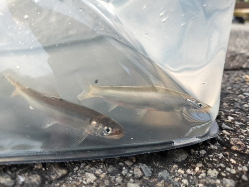 チアユの釣果