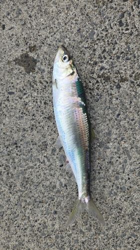ウグイの釣果