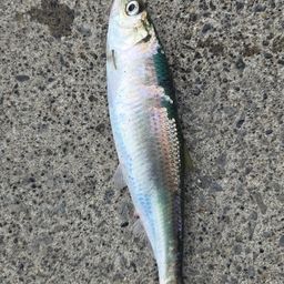 ウグイ
