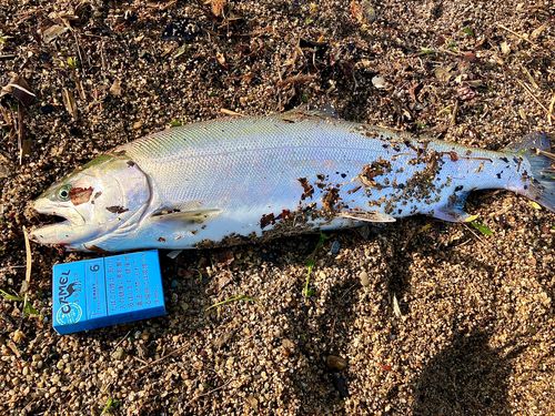 サクラマスの釣果