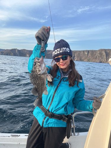 クロソイの釣果