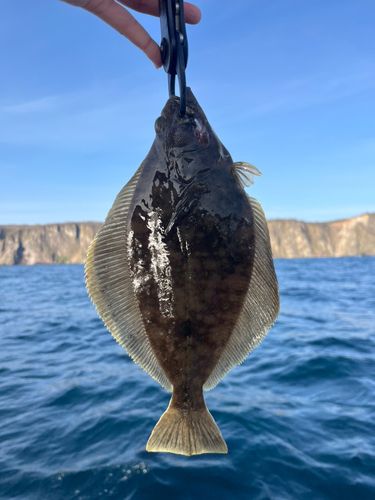 ソウハチの釣果