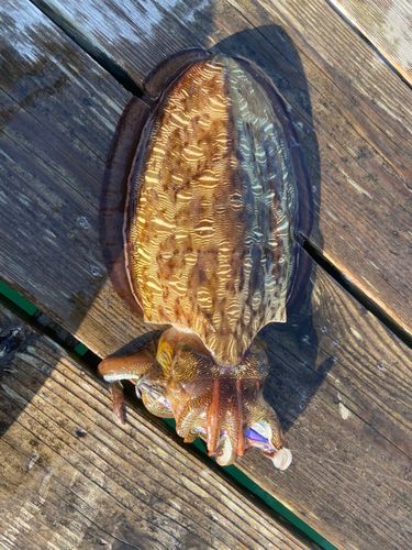 モンゴウイカの釣果