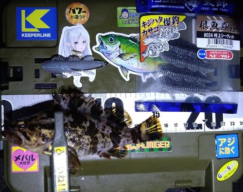 タケノコメバルの釣果