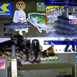 タケノコメバル