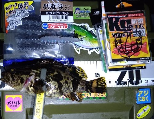 タケノコメバルの釣果