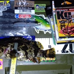 タケノコメバル