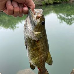 スモールマウスバス