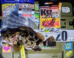 カサゴの釣果