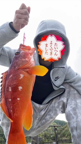 アカハタの釣果