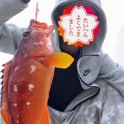 アカハタ