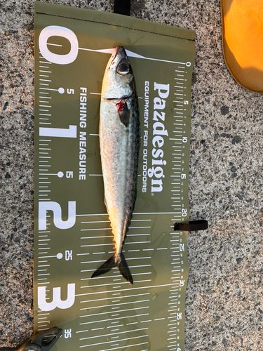 サバの釣果