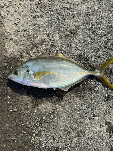 シマアジの釣果