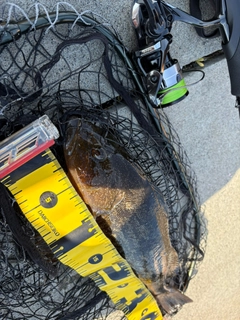 アイナメの釣果