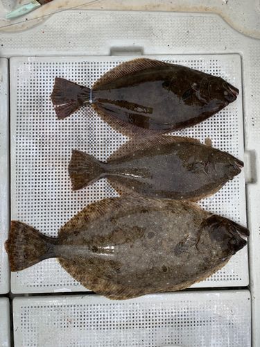 ヒラメの釣果
