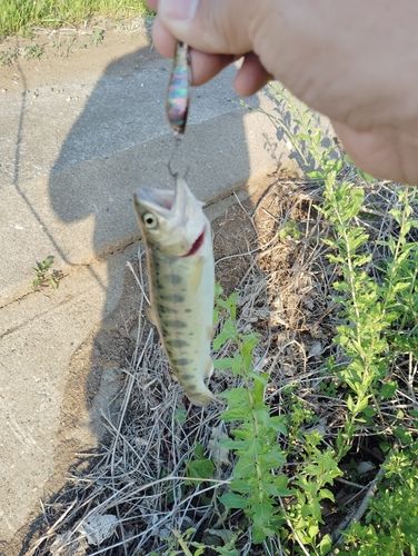 ヤマメの釣果