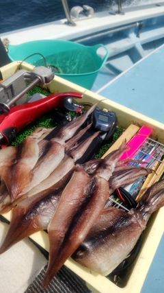 スルメイカの釣果