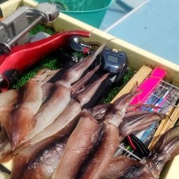 スルメイカ