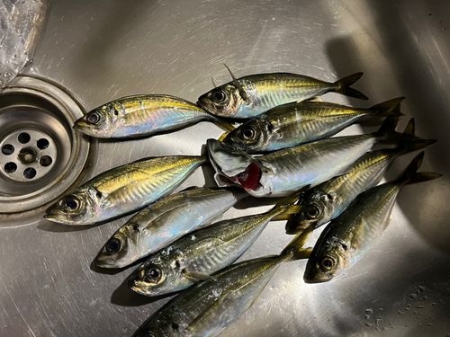 アジの釣果