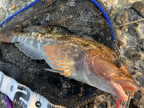 アイナメの釣果