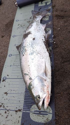 サクラマスの釣果