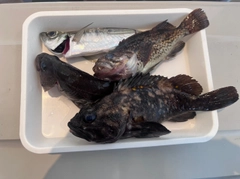 オウゴンムラソイの釣果