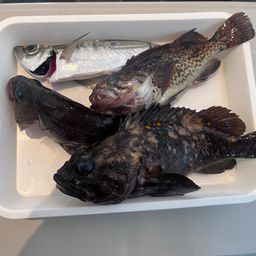 オウゴンムラソイ