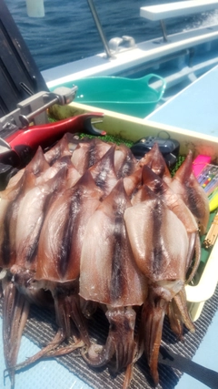スルメイカの釣果