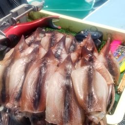 スルメイカ
