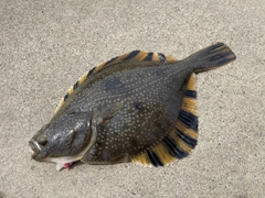 カワガレイの釣果