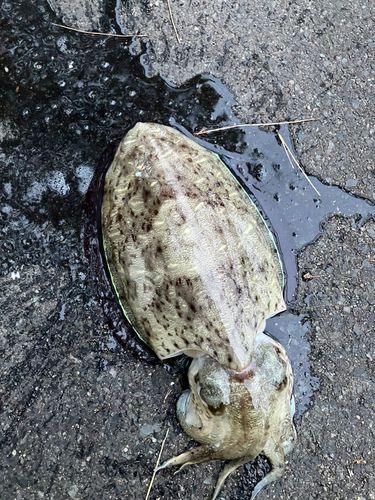 コウイカの釣果
