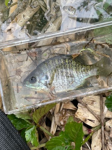 ブルーギルの釣果