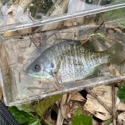 ブルーギル