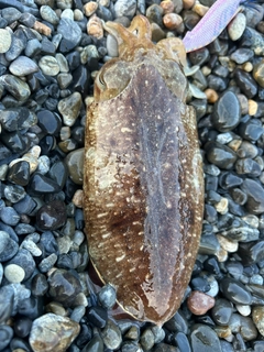 ハリイカの釣果