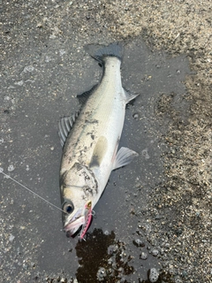 セイゴ（マルスズキ）の釣果