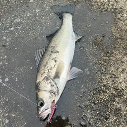 セイゴ（マルスズキ）