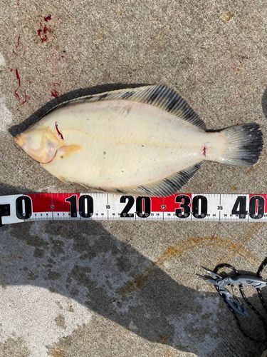 クロガシラガレイ