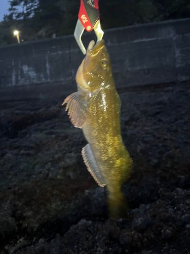 アイナメの釣果