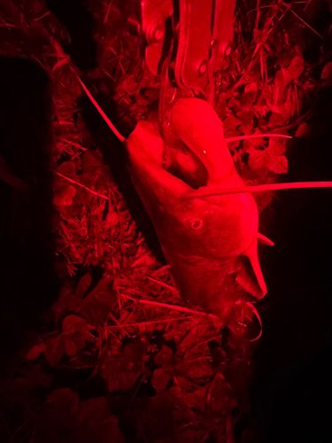 マナマズの釣果