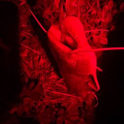 マナマズ
