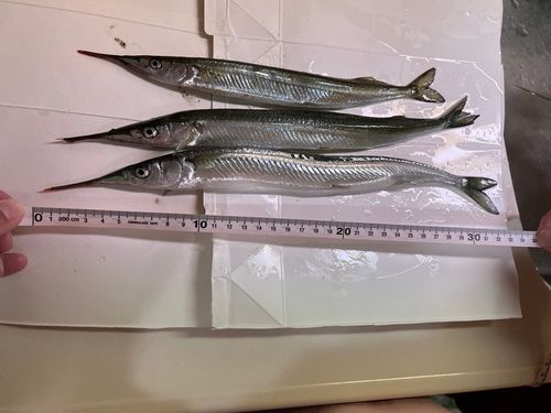 サヨリの釣果