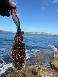 コウイカの釣果