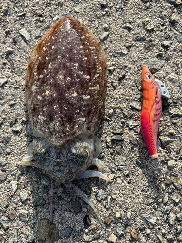 コウイカの釣果